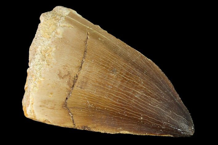 Large, Mosasaur (Prognathodon) Tooth #163698